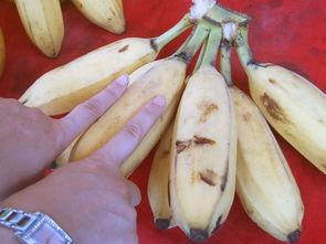 桂林新婚吃瓜,吃瓜群众见证幸福时光  第2张